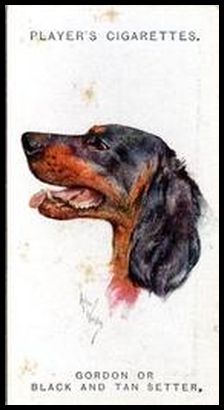 29 Gordon or Black and Tan Setter